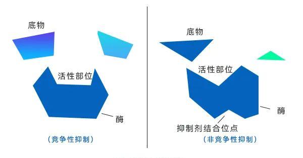 酶的反饋抑制