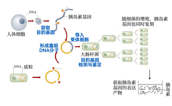 將人胰島素基因轉(zhuǎn)入大腸桿菌