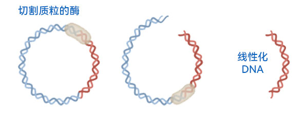 質(zhì)粒DNA的線(xiàn)性化